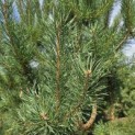 Pinus sylvestris - 1