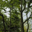 Carpinus betulus - 3