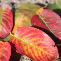 Amelanchier lamarckii - herfst blad