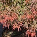 Acer palmatum 'Shigure bato' - Foto 2