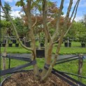 Parrotia persica - 3