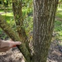 Salix x sepulcralis 'Chrysocoma' - 1