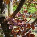 Fagus sylvatica 'Atropunicea' - 1