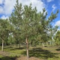 Pinus sylvestris - 1