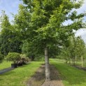 Castanea sativa - 2