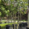 Quercus ilex - 4