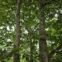 Carpinus betulus - 3