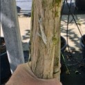 Heptacodium miconioides - Foto 2