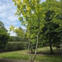 Acer platanoides 'Princeton Gold' - Foto 2