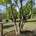 Magnolia 'Susan' - 2