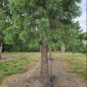 Sequoiadendron giganteum - Foto 3