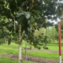 Betula utilis 'Jacquemontii' (Doorenbos) - 4