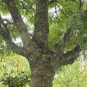 Gleditsia triacanthos ‘Elegantissima’ - 5
