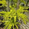 Gleditsia triacanthos ‘Sunburst' - Foto 1