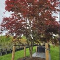 Acer palmatum 'Atropurpureum' - 1