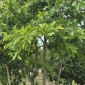 Quercus Palustris - Foto 1