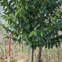 Prunus laurocerasus 'Novita' - Foto 8