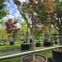 Acer palmatum 'Bloodgood' - Foto 1