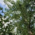 Ginkgo biloba - 2