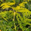 Gleditsia triacanthos ‘Sunburst' - Foto 1