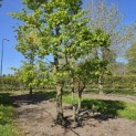 Carpinus betulus - Foto 1