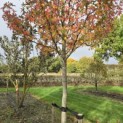 Liquidambar styraciflua 'Stared' - 4