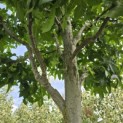 Liquidambar styraciflua 'Palo Alto' - Foto 4