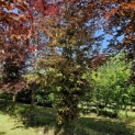 Fagus sylvatica 'Atropunicea' - 3