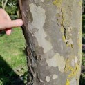 Platanus hispanica - 6