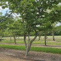 Carpinus Betulus - Foto 2