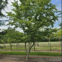 Carpinus Betulus - Foto 1