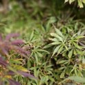 Acer palmatum 'Jerre Schwartz' - Foto 3