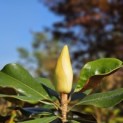 Magnolia grandiflora 'Galissonnière' - 2