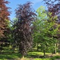 Fagus sylvatica 'Atropunicea' - 5