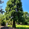 Sequoiadendron giganteum - Foto 1