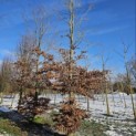 Fagus sylvatica - 1