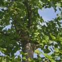 Ginkgo biloba - Foto 4