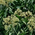 Tetradium daniellii - impressie foto
