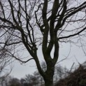 Carpinus betulus 'Frans Fontaine'   (Fastigiata) - 1