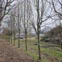 Carpinus betulus 'Frans Fontaine'   (Fastigiata) - 2