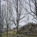 Carpinus betulus 'Frans Fontaine'   (Fastigiata) - 3