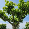 Platanus x hispanica - 2
