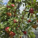 Malus domestica 'Elstar' - 4
