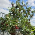 Malus domestica 'Elstar' - 3