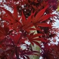 Acer palmatum 'Bloodgood' - 1