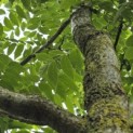 Juglans Nigra - 3