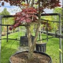 Acer palmatum 'Bloodgood' - 5
