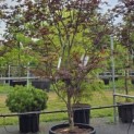 Acer palmatum 'Red Emperor' - Foto 3