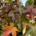 Liquidambar styraciflua - 2