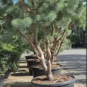 Pinus sylvestris - Foto 2